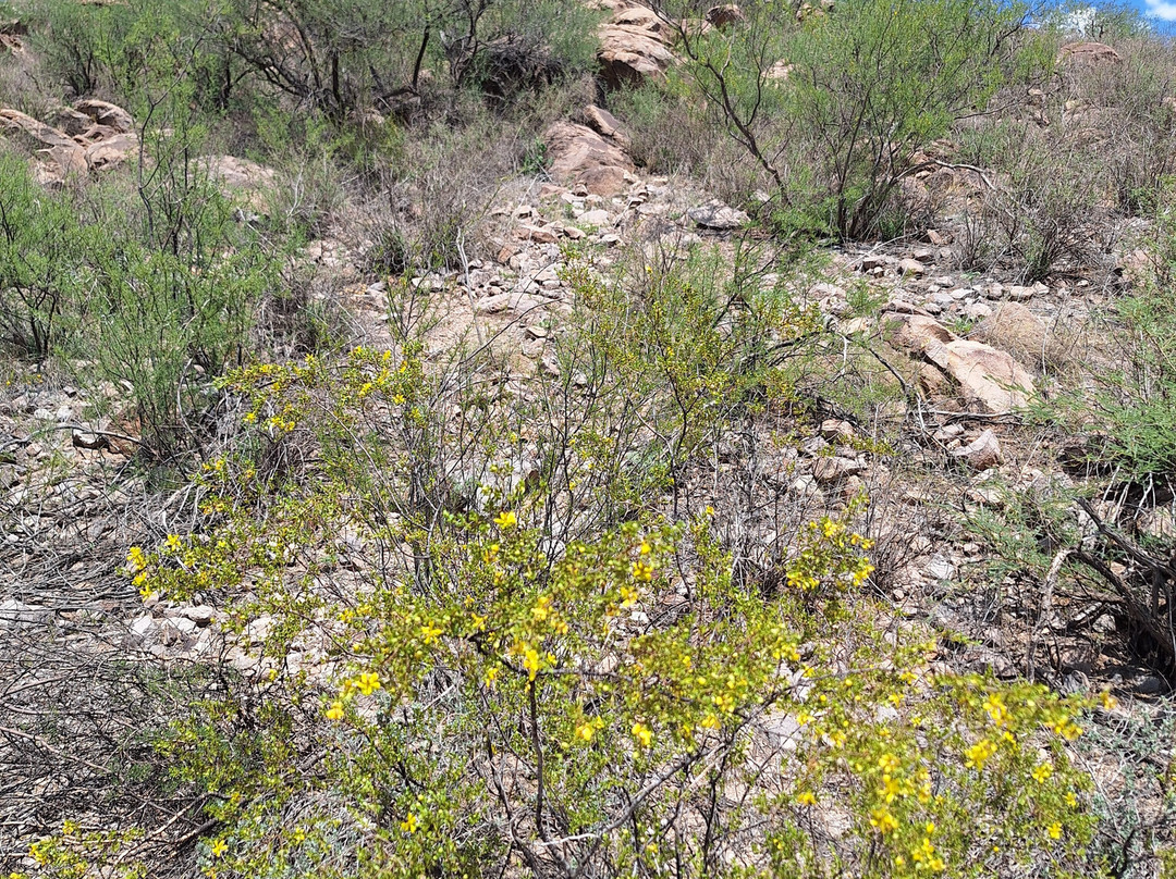 Millville Historic Townsite and Rock Art Discovery Trail景点图片
