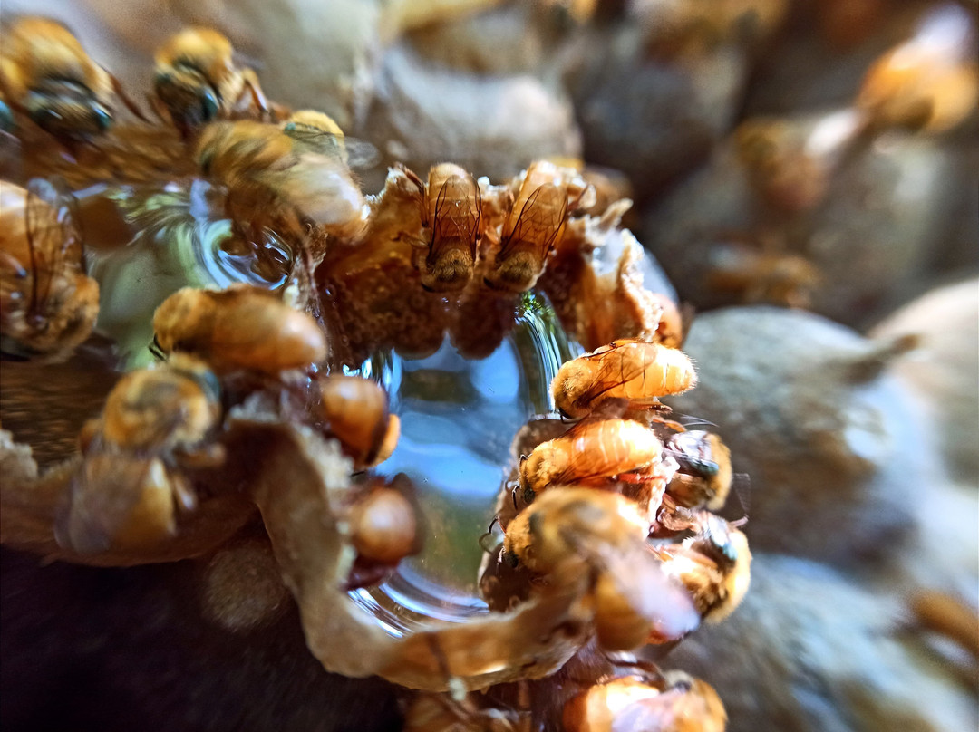 Experiências Da Colônia