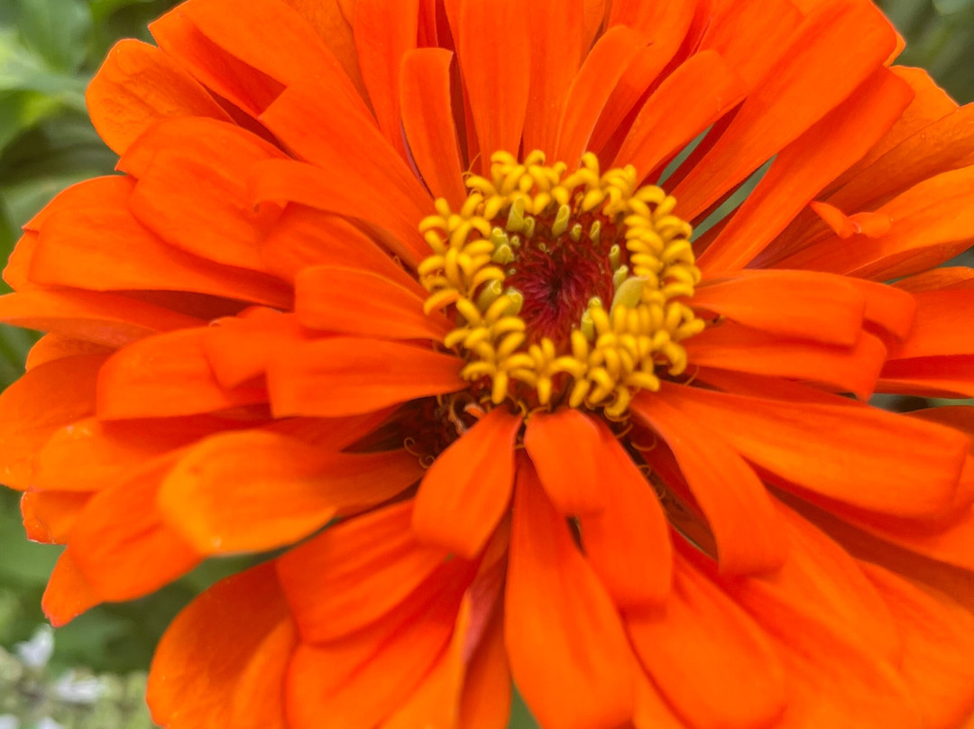 Weston Red Barn Farm-Weston必去景点