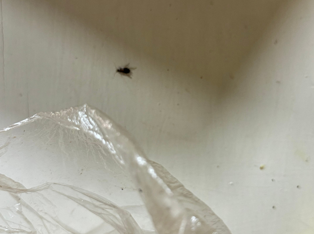 Compas Trip-Labuan Bajo必去景点