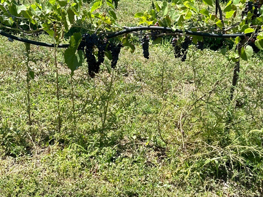 Feather River Vineyards-北普拉特必去景点