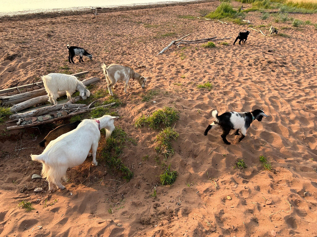 Beach Goats景点图片