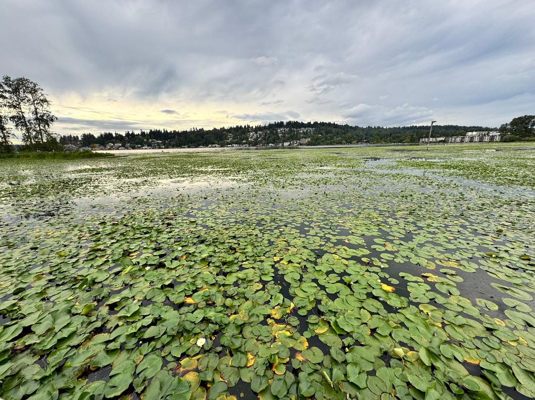 Juanita Beach Park-柯克兰必去景点