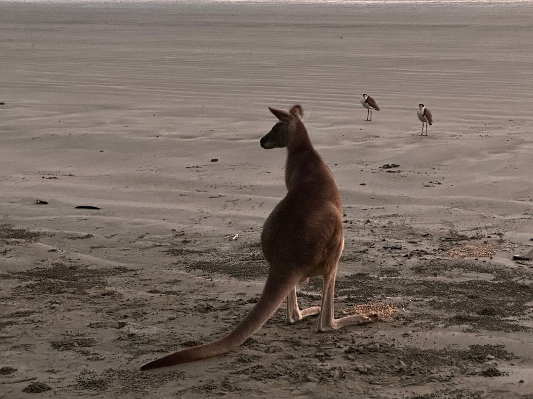 Cape Hillsborough National Park-Cape Hillsborough必去景点