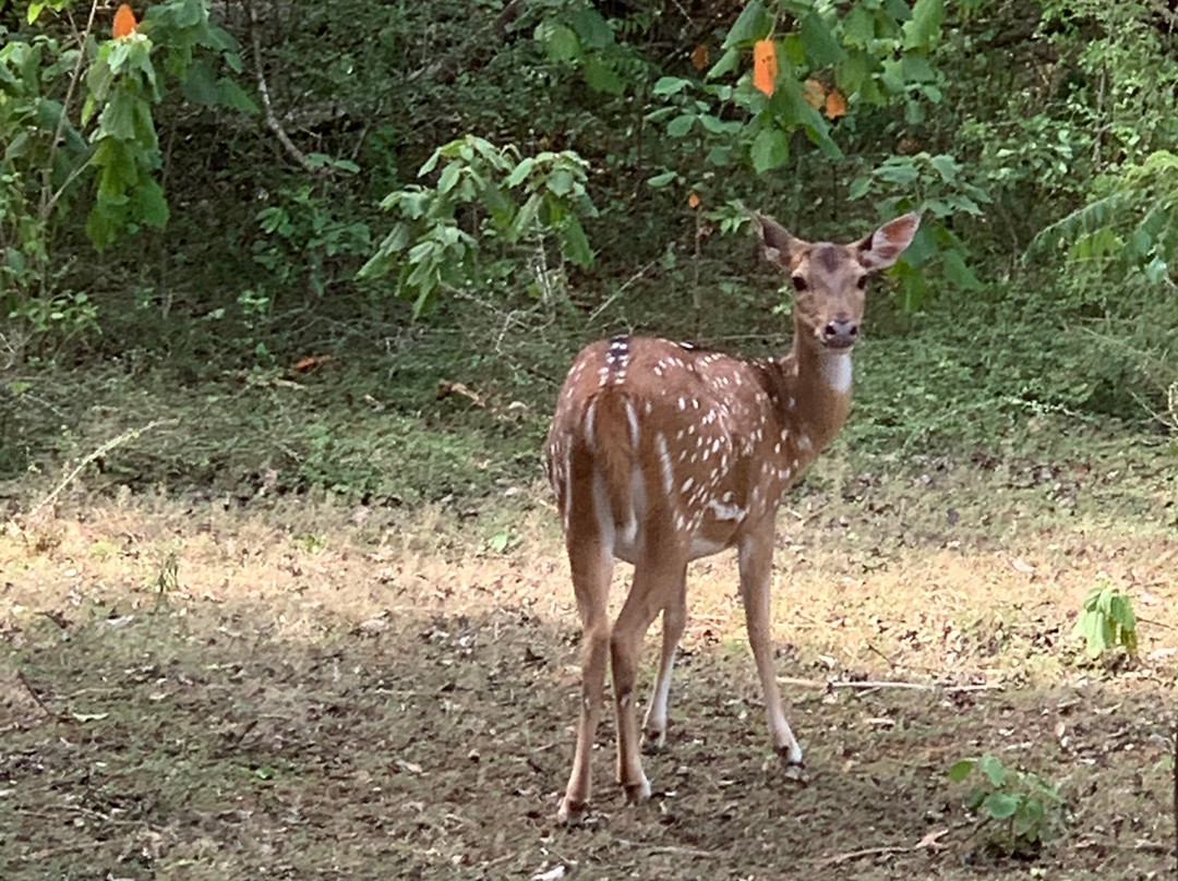 Udawalawa Wild Way Safari Tours-Kirindiwela必去景点