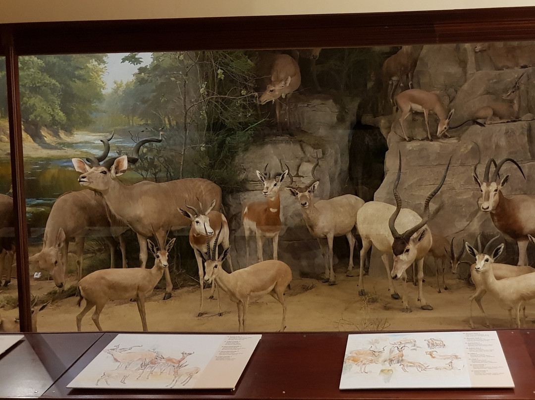 The Powell-Cotton Museum景点图片