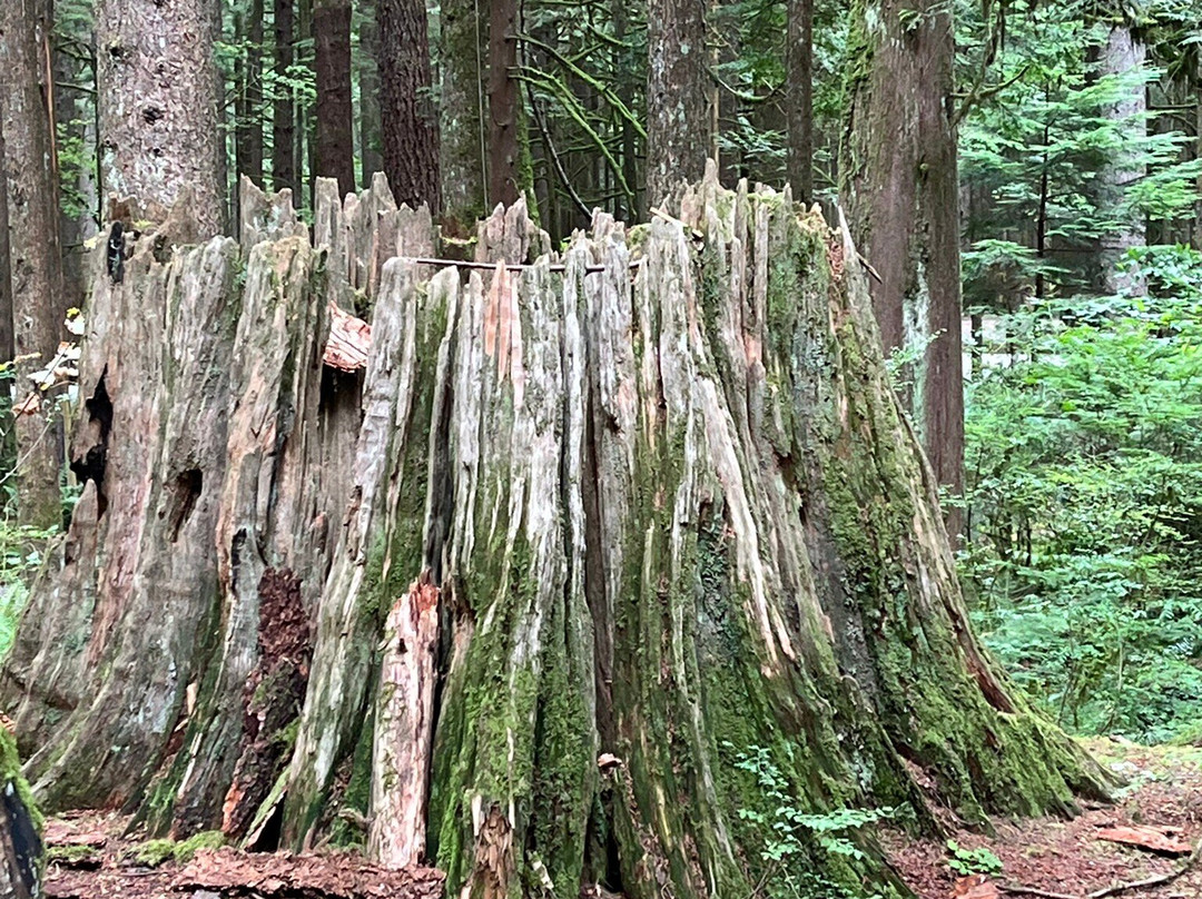 Golden Ears Provincial Park-枫树岭必去景点