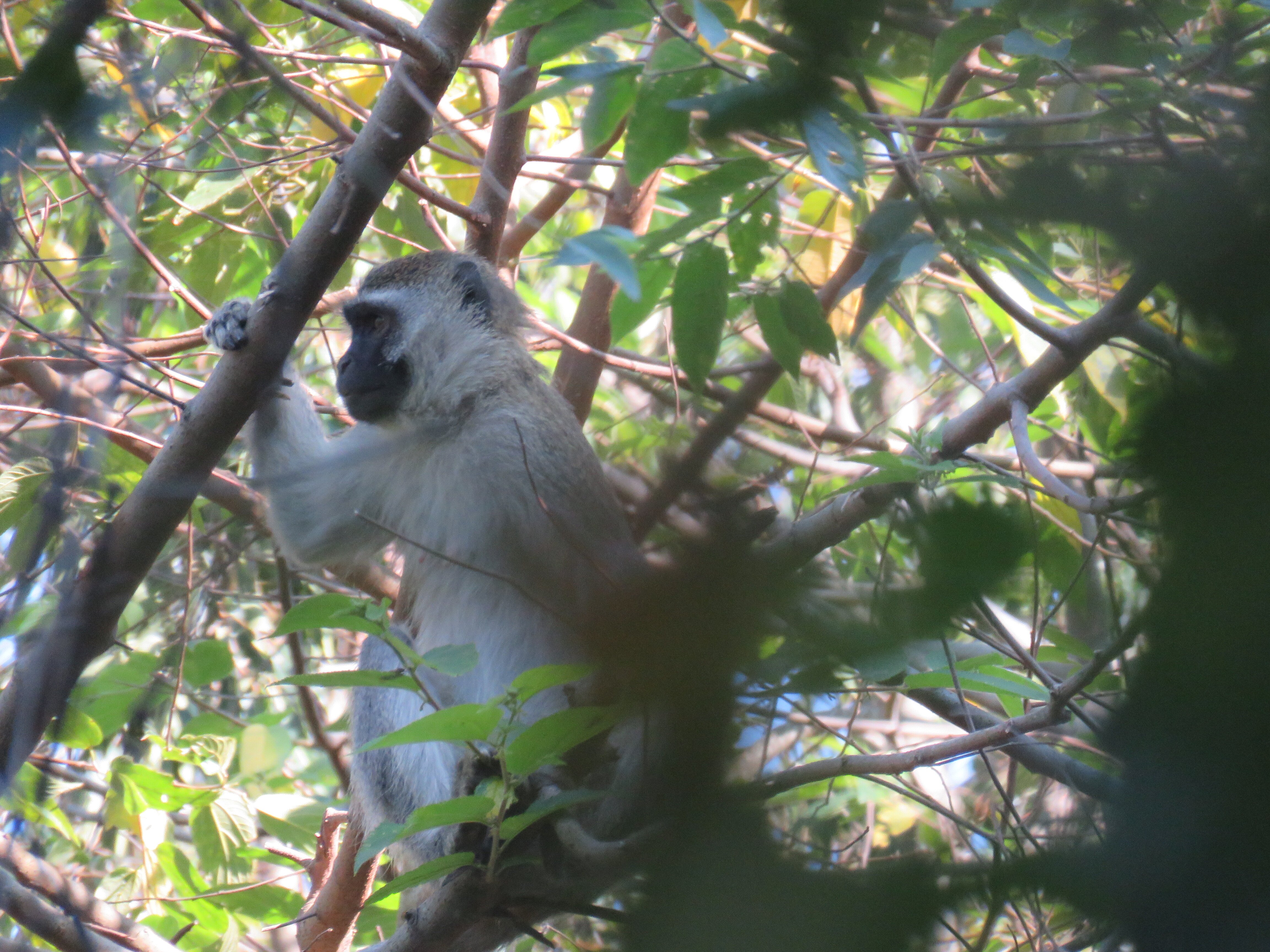 Zomba Forest Lodge-浴室