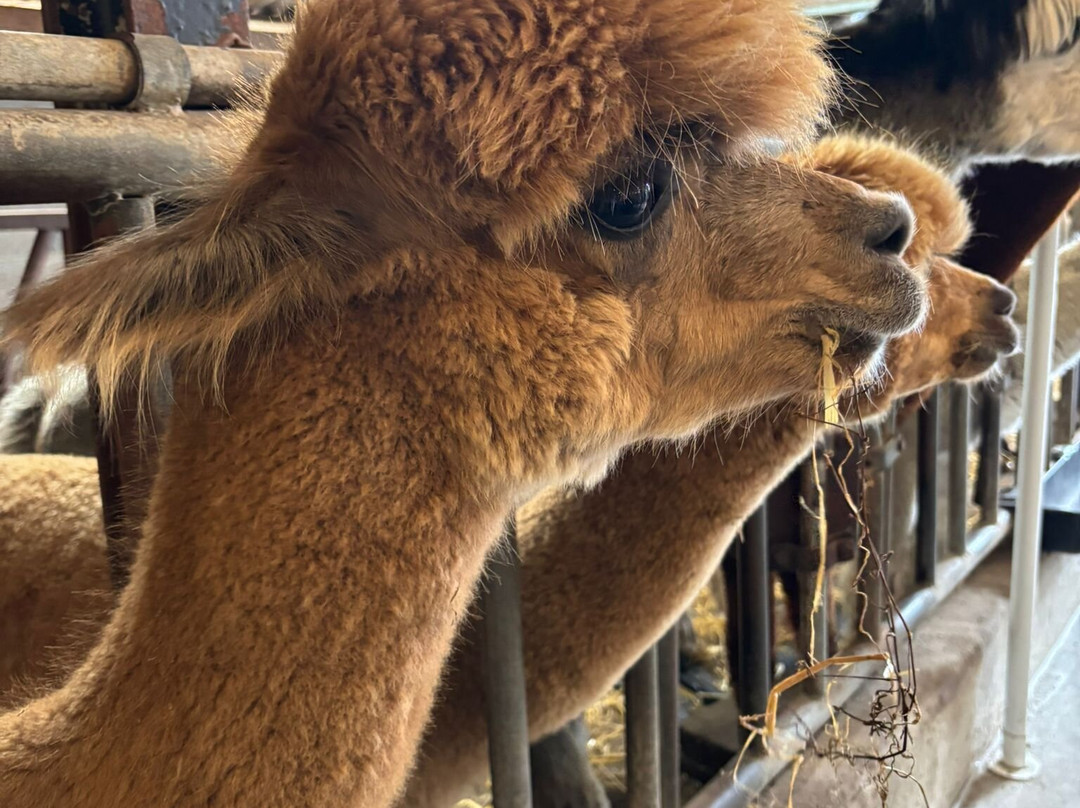 Alpacafarm Riethoven景点图片