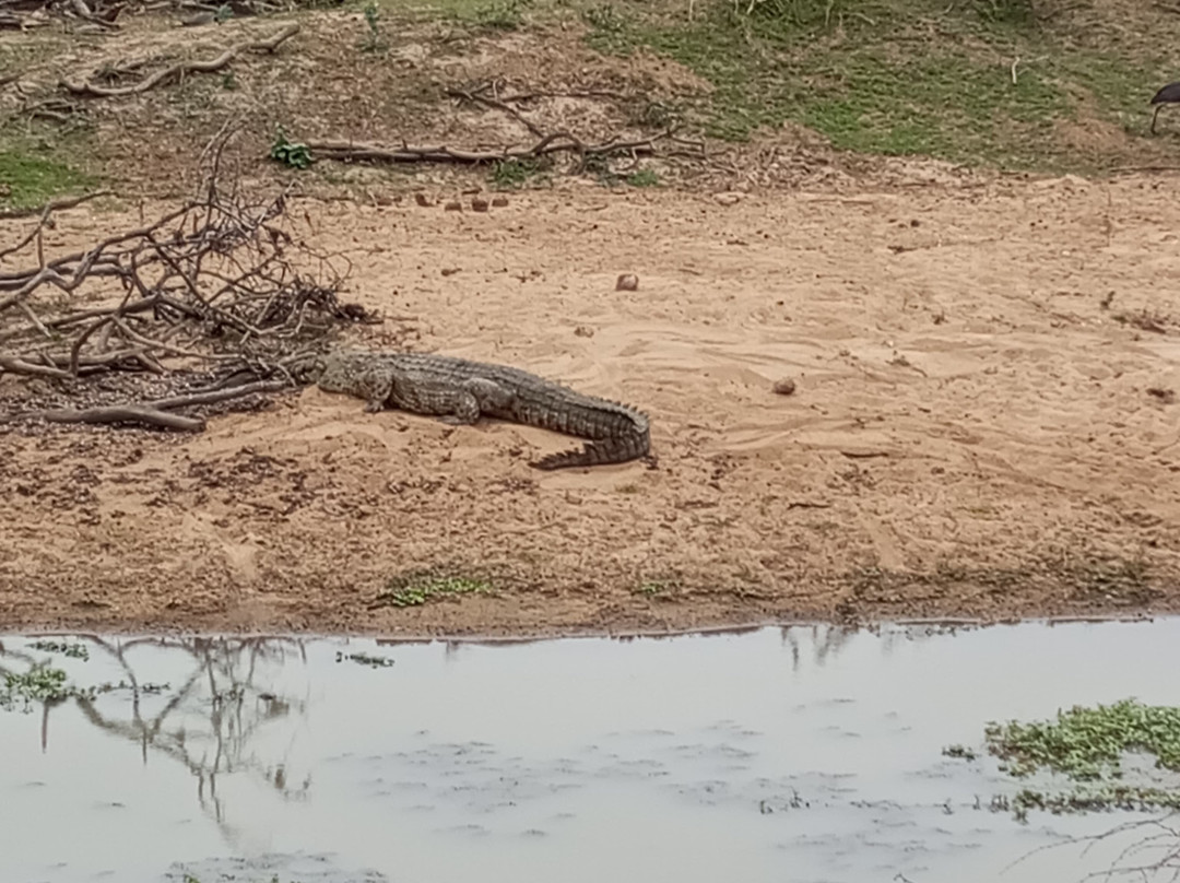 Parque Nacional Da Gorongosa景点图片