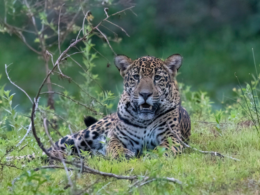 Pantanal Photo Tours景点图片