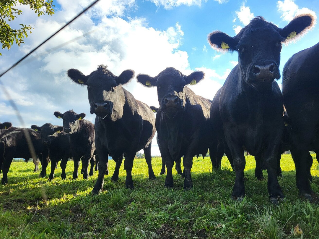 Biohotel Mohren主图