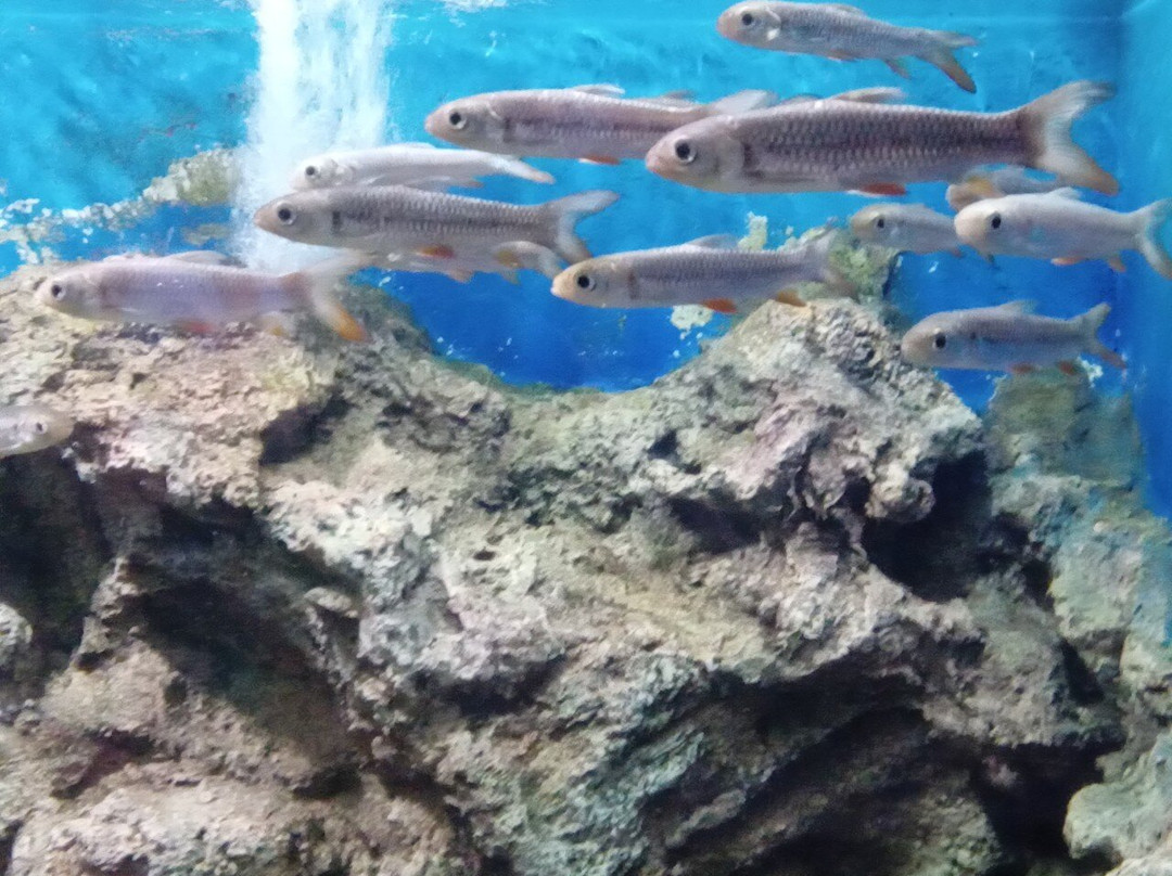 Mekong Underwater World景点图片