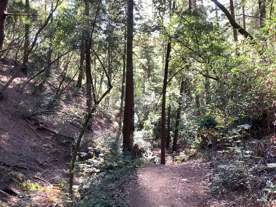 Armstrong Redwood State Reserve景点图片