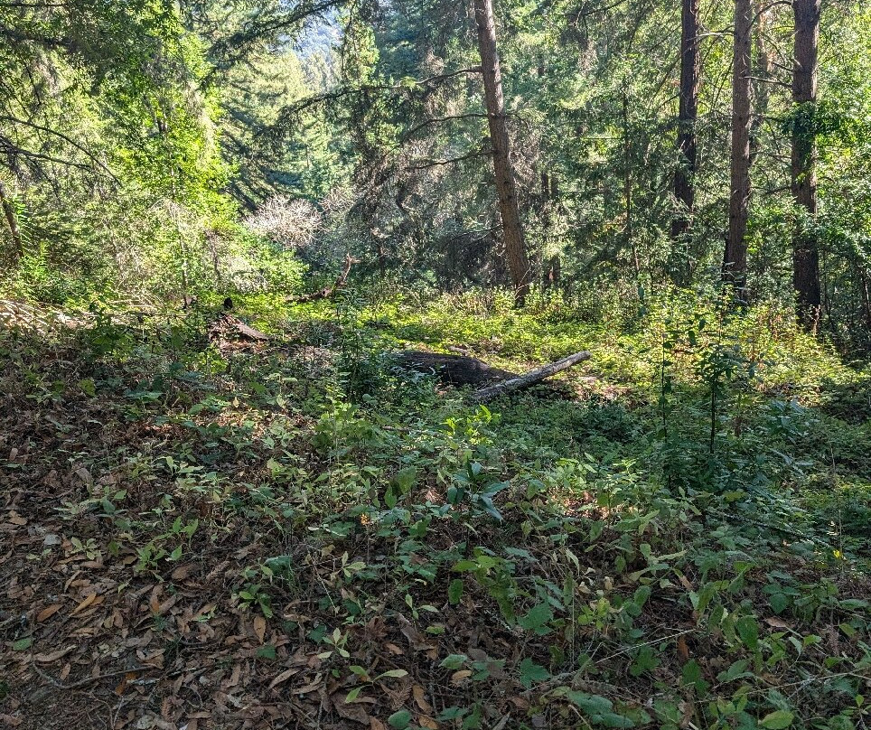 Pogonip-圣克鲁斯必去景点