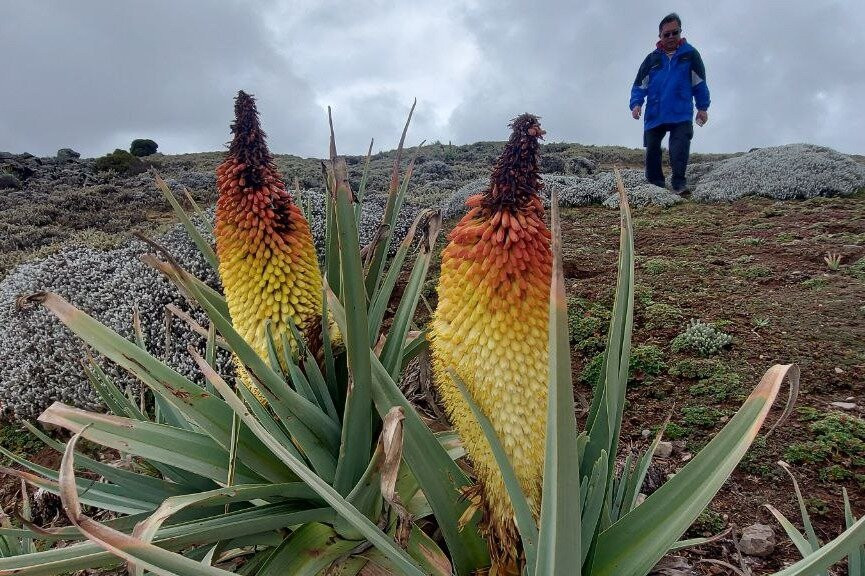 : 2 night 3 Days Bale Mountains Scenic Driving Tour景点图片