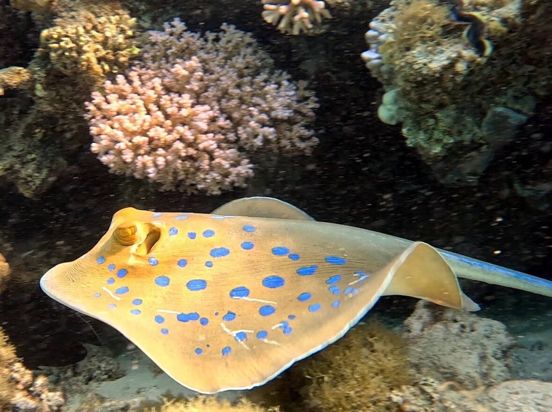 Circle Divers Dahab-达哈卜必去景点