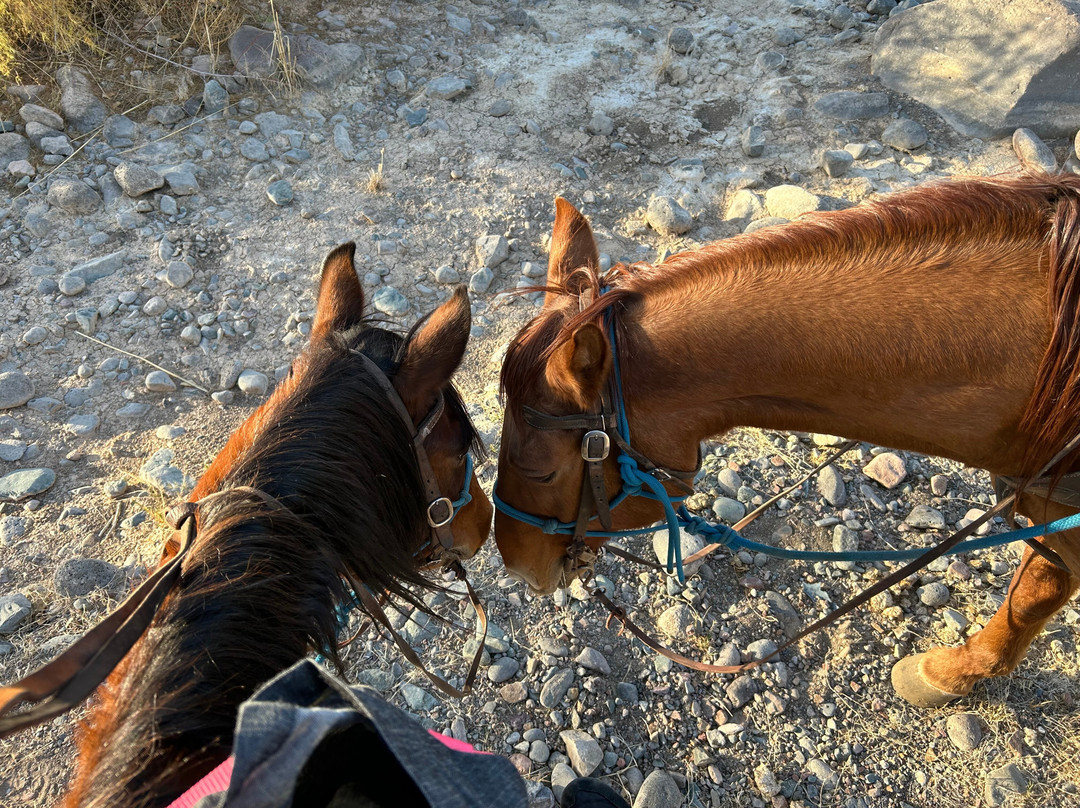 Arizona Horseback Adventures at Spur Cross-洞溪必去景点
