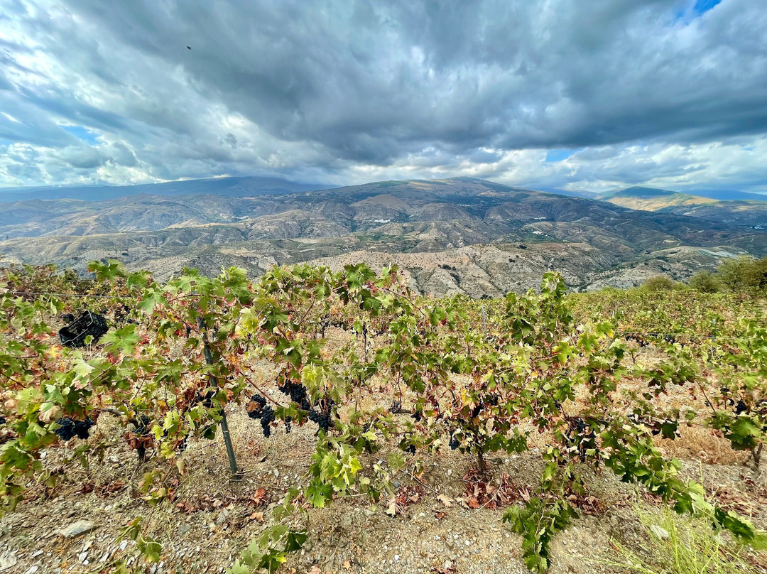 Bodega Cortijo El Medico Lobras景点图片