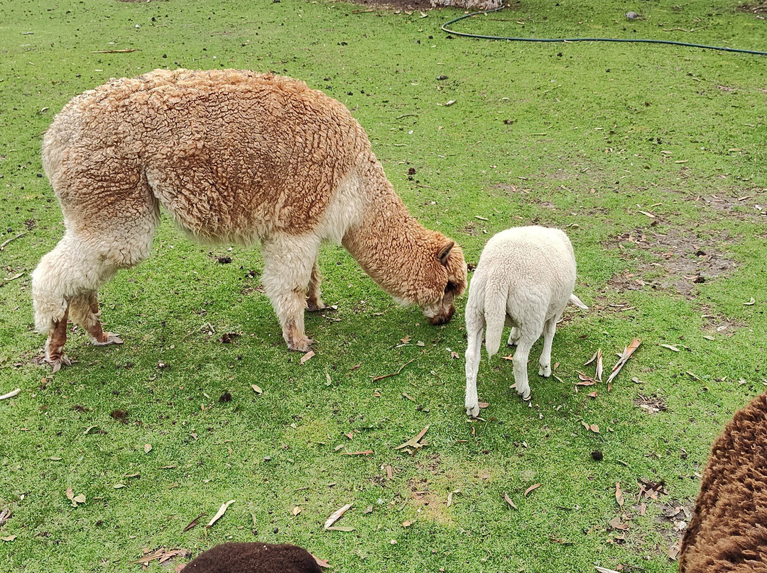 Urimbirra Wildlife Park-维克多港必去景点