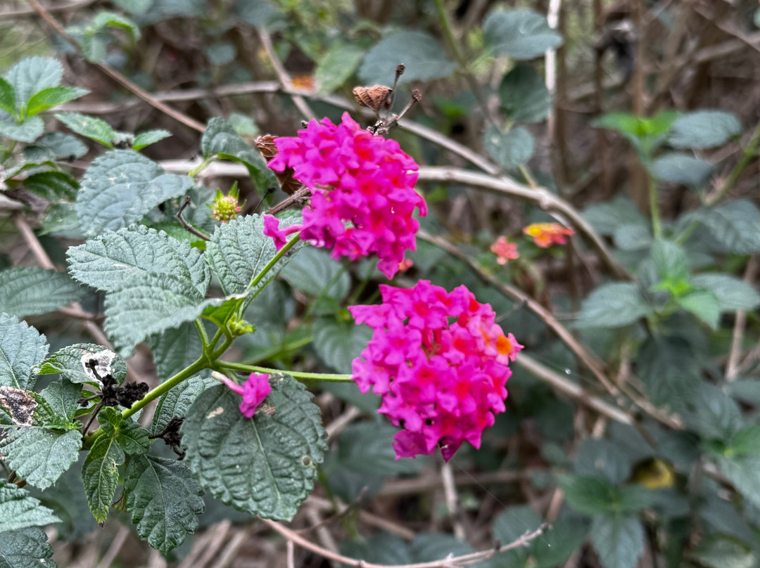 Huayacán Cuernavaca Curamoria Collection主图