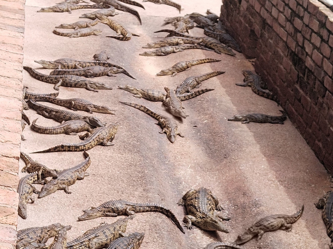 Thaba Kwena Crocodile Farm-尼斯特鲁姆必去景点