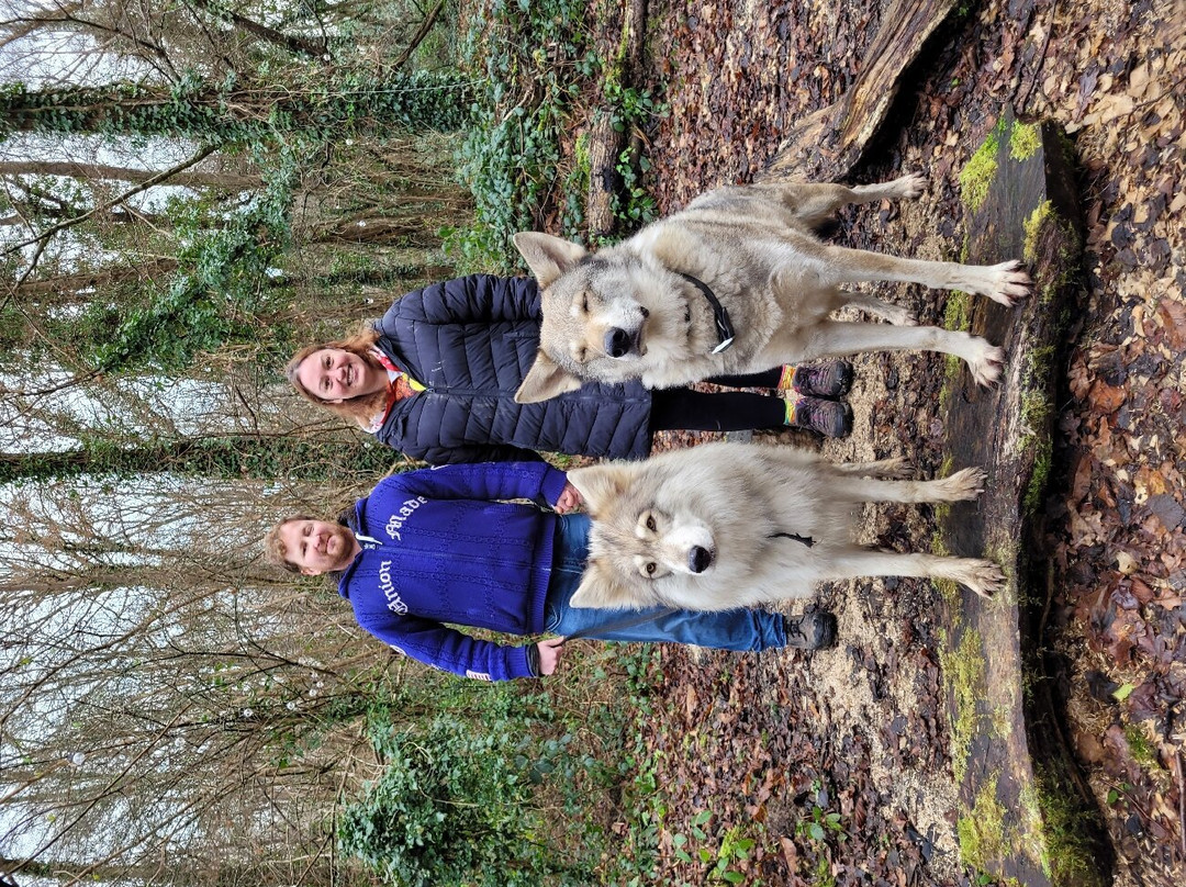 Watermill Wolves Wolf-dog Actors景点图片