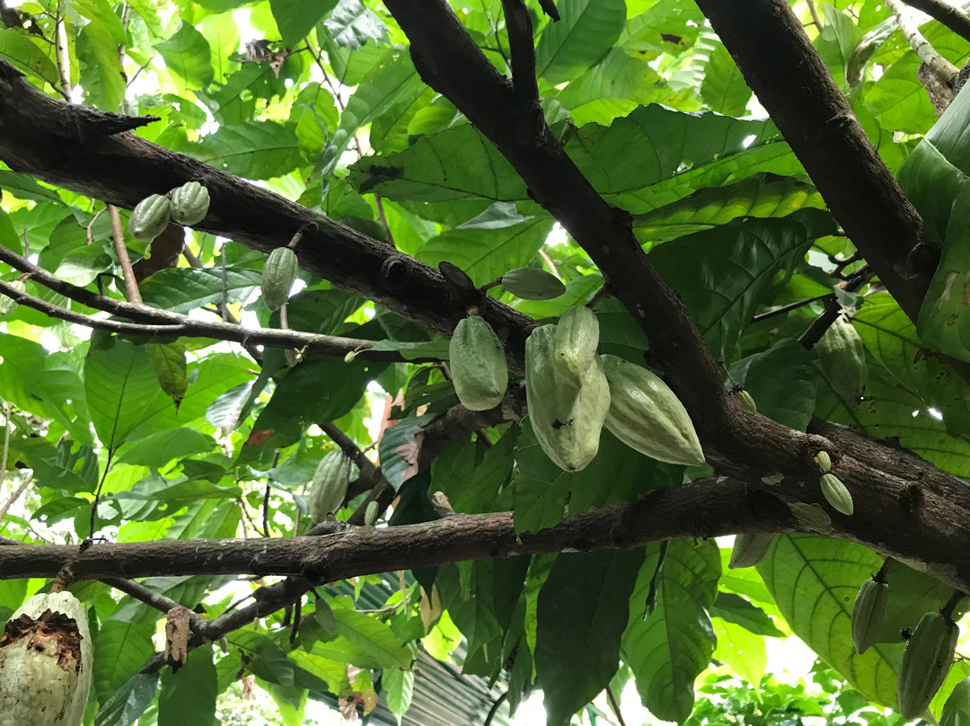 Banana Plantation Tour And Gift Shop景点图片