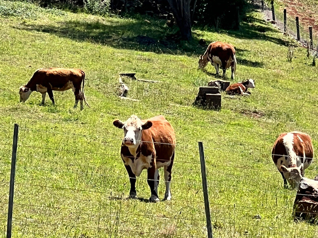 Clover Hill Wines-Lebrina必去景点