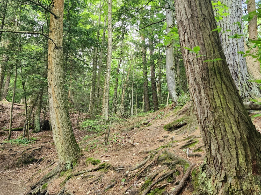 Wagner Falls-缪尼辛必去景点