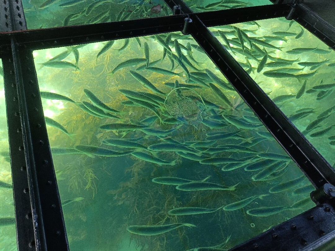 Bicheno's Glass Bottom Boat景点图片