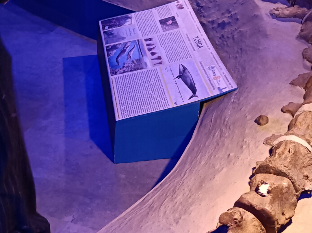Museo Paleontologico Scienze della Terra del GAMPS-斯坎迪奇必去景点