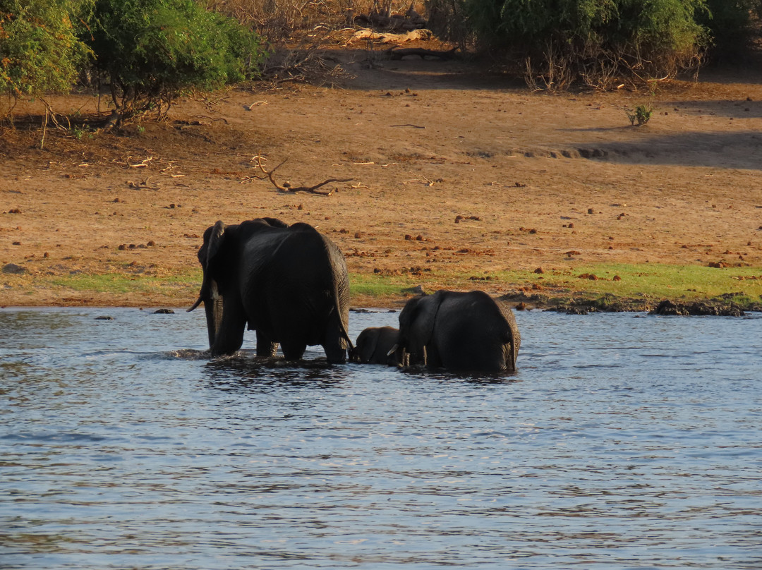 Chobe River Boat Cruises景点图片