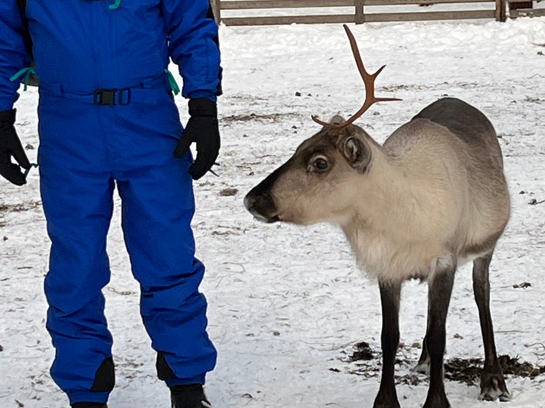 Snow Fun Safaris Lapland-Akaslompolo必去景点