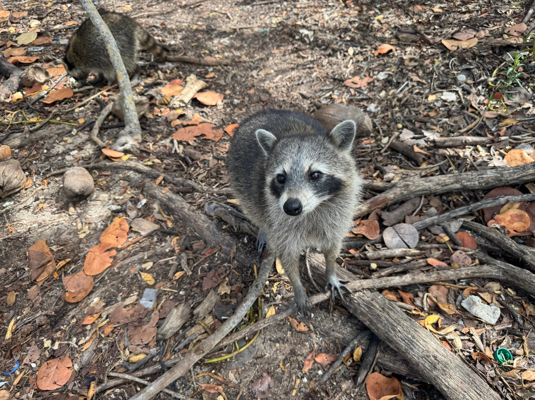 So Flo Water Adventures-迈阿密必去景点