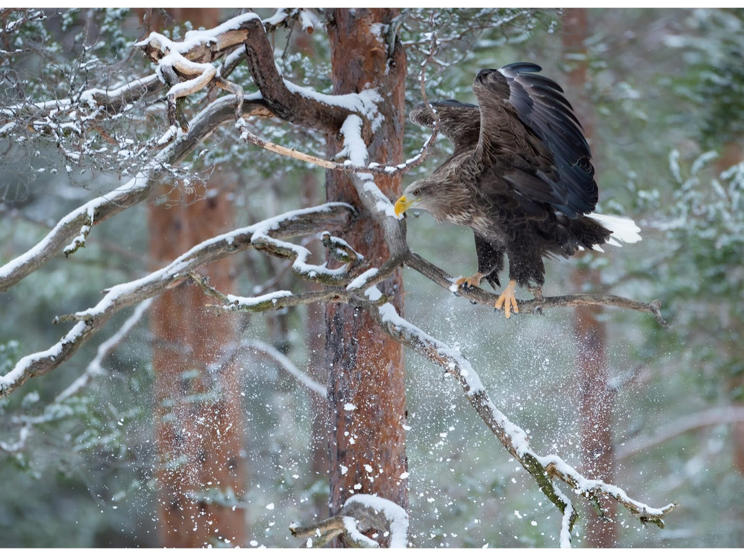 Wild Nordic景点图片