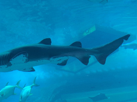 Areeba Tourism-迪拜必去景点