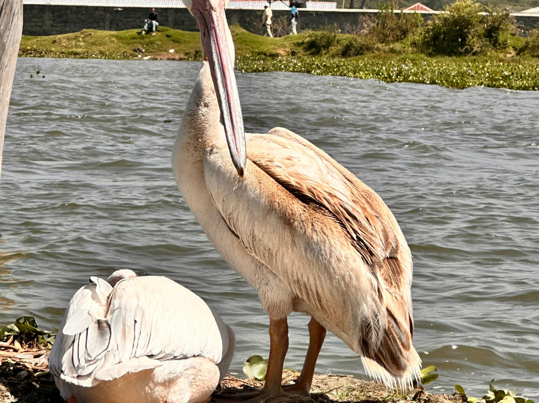 Pega Tours & Travel Agencies Limited-纳库鲁必去景点