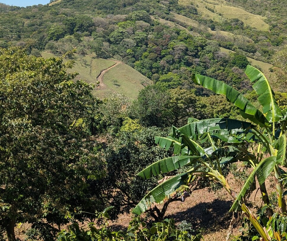 Café Monteverde Coffee Tour景点图片