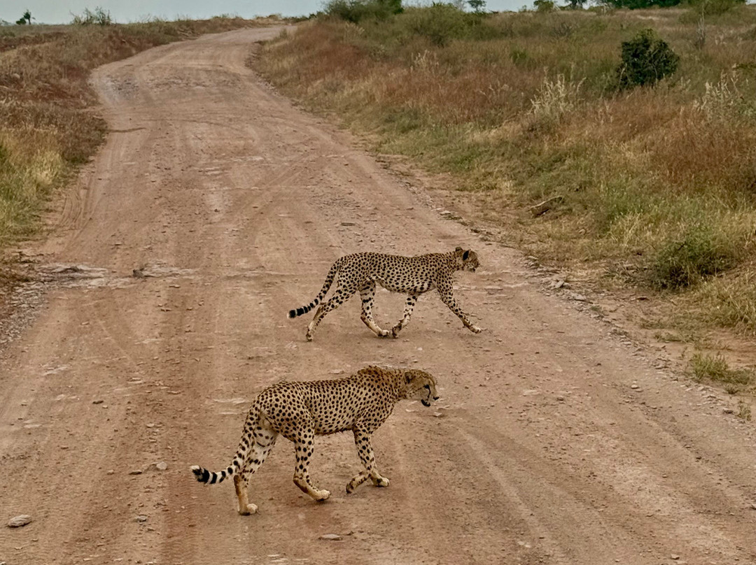 Giornale Kenya Safari - Day Tours-瓦塔木必去景点