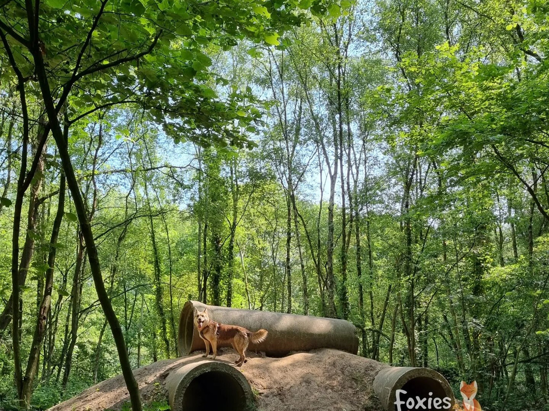 Foxies Forest景点图片
