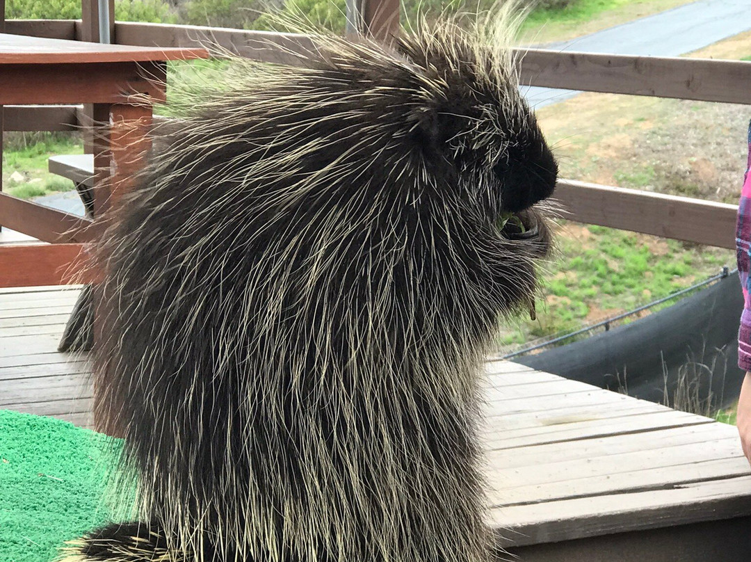 Wild Wonders, Inc.-Bonsall必去景点