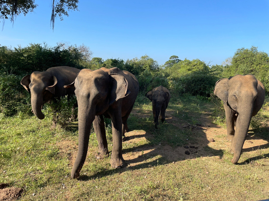 Infinity Safari Udawalwa Sri Lanka-Sevanagala必去景点