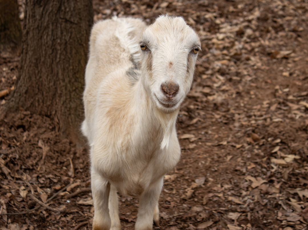 Tiger Creek Animal Sanctuary-泰勒必去景点