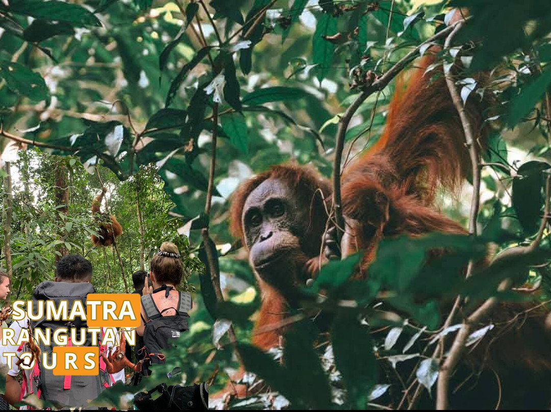 Sumatra Orangutan Tours-武吉拉旺必去景点