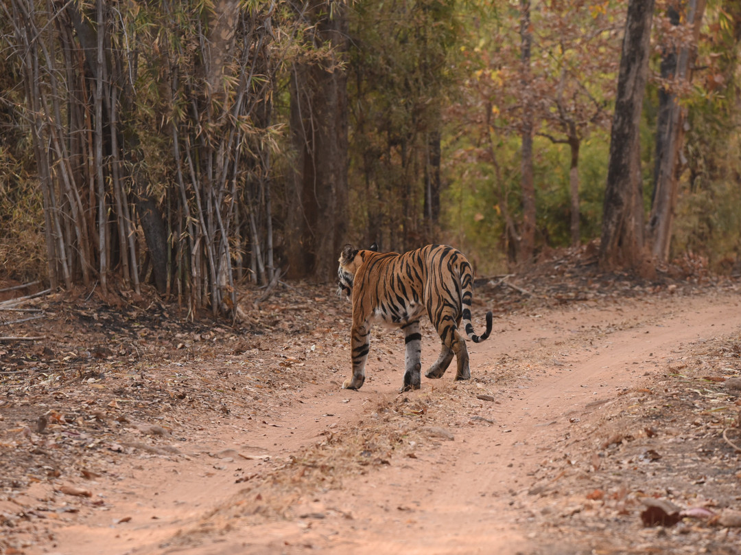 Atulya Kanchi Camp主图