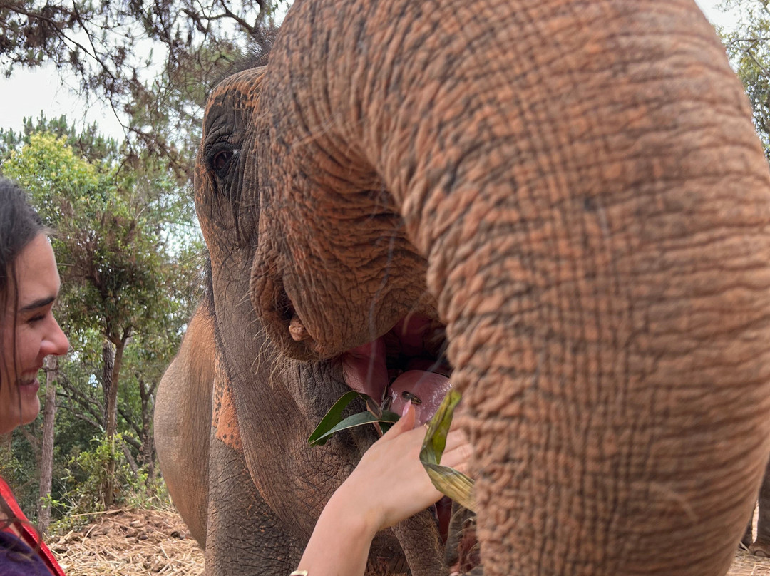 Elephant Freedom Village景点图片