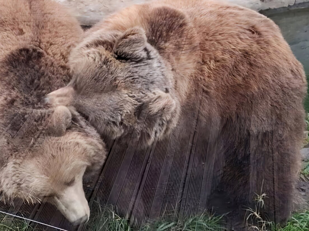 EcoZonia - Parc Animalier景点图片