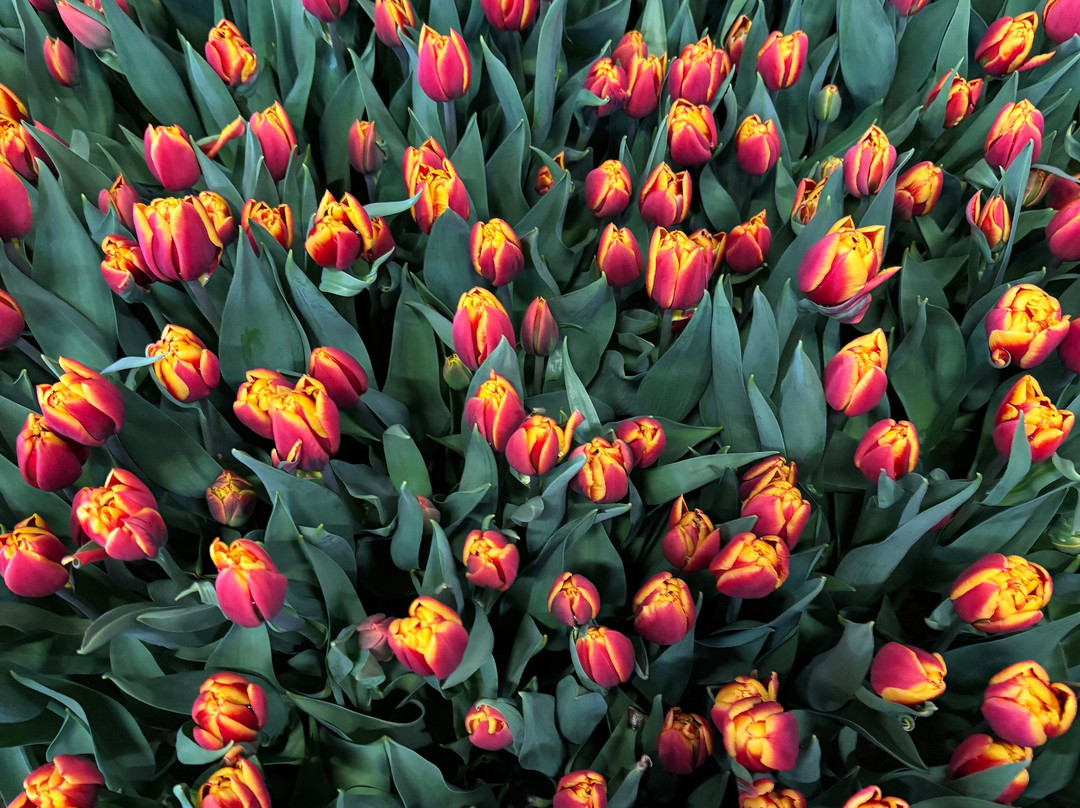 Kwekerij Siem Munster (Tulip Excursion)-Slootdorp必去景点