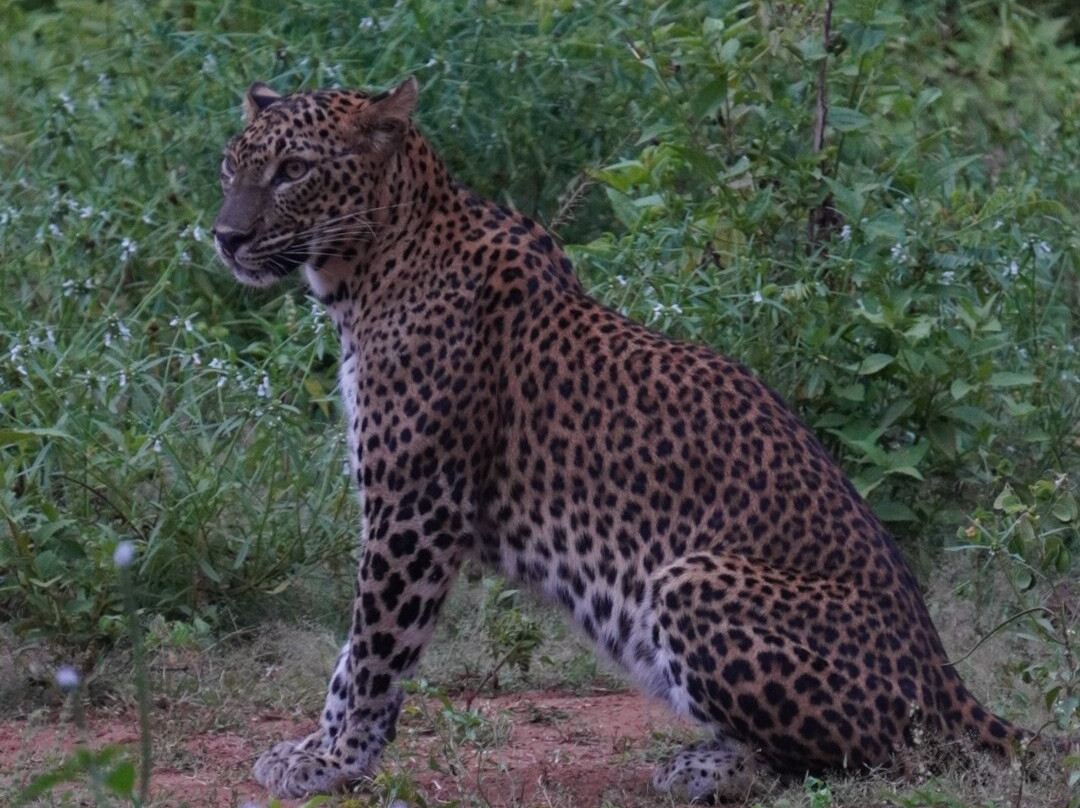 Lunugamvehera Safari Tours-Thanamalwila必去景点